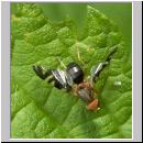 Philophylla caesio - Bohrfliege 03.jpg